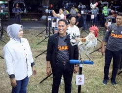 Kontes Ayam Ketawa Kapolres Sidrap Cup I, Erwin Syah : Pelestarian Ayam Khas