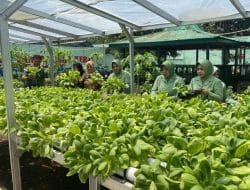 Anggota Staf Ter dan Ibu Persit Panen Sayur di Kebun Percontohan Ketahanan Pangan Kodim