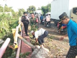 Babinsa dan Warga Bergerak Cepat Gotong Royong Atasi Pohon Tumbang