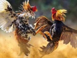 Polisi Gerebek Judi Sabung Ayam di Takalar, 4 Orang Diamankan