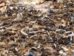 Keresahan Masyarakat Diduga Maraknya Sindikat Penyelundupan Hewan Lindung Jenis Penyu Di Kabupaten Takalar