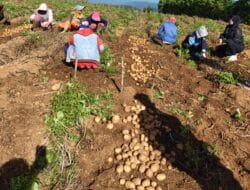 Borong Semua Hasil Tani, Calon Bupati Gowa Husniah Talenrang Terlihat Berbaur Bersama Para Petani Saat Berkunjung Di Tombolopao
