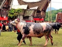 Tedong Bonga Toraja, Tercatat Sebagai Kekayaan Intelektual Komunal (KIK) Sumber Daya Genetik (SDG)