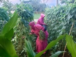 Bhayangkari Mappakasunggu Panen Kacang Panjang: Wujud Nyata Dukung Ketahanan Pangan Nasional