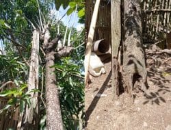 Warga Bombong Indah Resah Tiang Listrik Tumbang Tak Kunjung Diperbaiki: “Apa Menunggu Ada Korban Dulu Baru PLN Bertindak?”