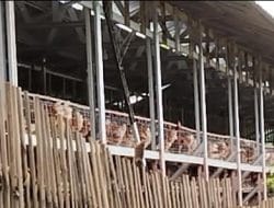 Proyek Kandang Ayam Rp2 Miliar di Takalar Disorot: Lahan Tanpa Akta Hibah Diduga Jadi Masalah