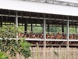Aroma Dugaan Penyimpangan Dana Hibah Kandang Ayam di Takalar: Lahan Belum Diserahkan, Proyek Tetap Jalan