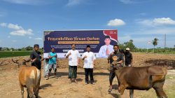 Achmad Daeng Se’re dan Fadel Achmad Sembelih Dua Sapi Qurban untuk Warga Takalar