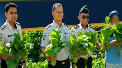 Panen Sawi Lapas Takalar, Warga Binaan Ditempa Mandiri Sekaligus Dukung Ketahanan Pangan Nasional